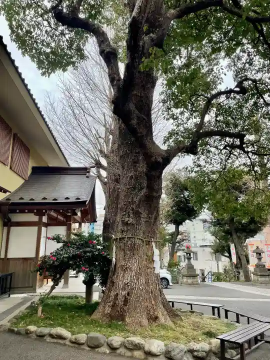 中目黒八幡神社の{uncategorized: "未分類", other: "その他", undefined: "問題あり", building: "その他建物", grave: "お墓", sacred_gate: "鳥居", guardian: "狛犬", statue: "像", buddha: "仏像", history: "歴史", nature: "自然", garden: "庭園", animal: "動物", pagoda: "塔", temizu: "手水舎", mountain_gate: "山門・神門", sanctuary: "本殿・本堂", subordinate: "末社・摂社", art: "芸術", scenery: "景色", jizo: "地蔵", ema: "絵馬", goshuin: "御朱印", omikuji: "おみくじ", items: "授与品その他", amulet: "お守り", goshuincho: "御朱印帳", eats: "食事", festival: "お祭り", votive_dance: "神楽", shichigosan: "七五三参", wedding: "結婚式", experience: "体験その他", initially: "初詣", around: "周辺", anti_infection: "感染症対策"}