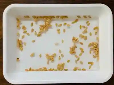 總社 和田八幡宮(福井県)