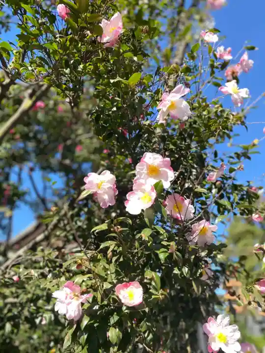 お三の宮日枝神社の自然