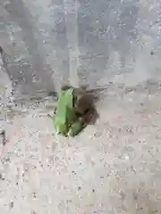 熊野神社の動物