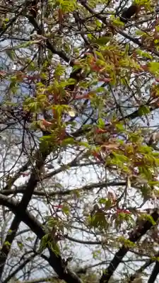 水無瀬神宮(大阪府)