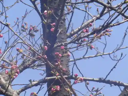 鶴岡八幡宮の自然