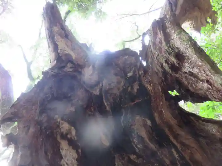 來宮神社(静岡県)