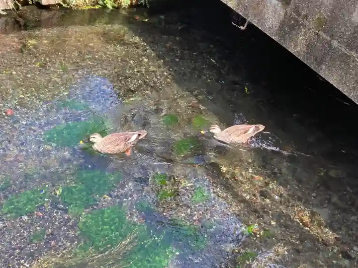 浅間神社(静岡県)