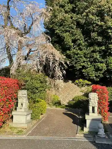 貴雲寺の狛犬