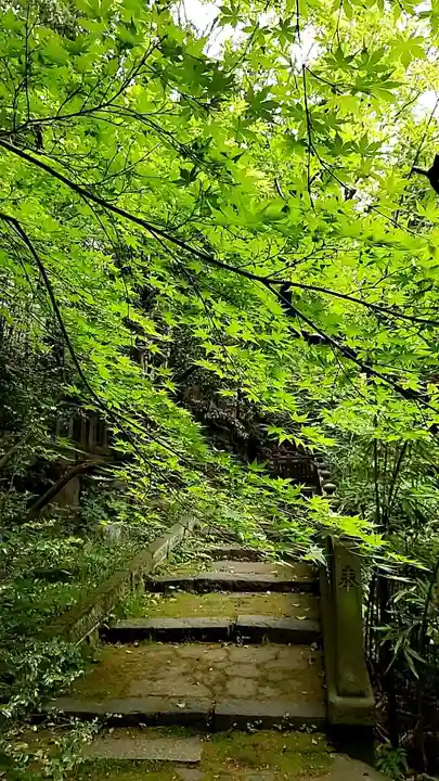 赤坂氷川神社の自然
