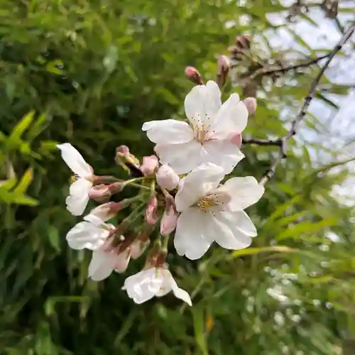 元郷氷川神社の自然
