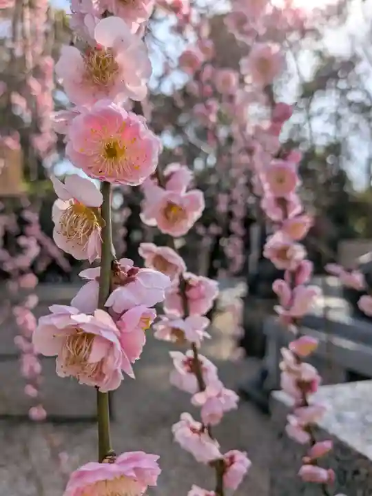 布多天神社(東京都)