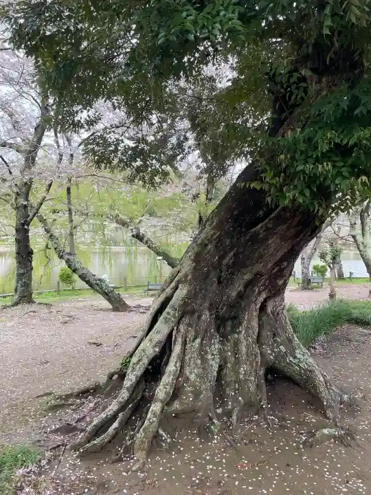 厳島神社 谷弁財天の{uncategorized: "未分類", other: "その他", undefined: "問題あり", building: "その他建物", grave: "お墓", sacred_gate: "鳥居", guardian: "狛犬", statue: "像", buddha: "仏像", history: "歴史", nature: "自然", garden: "庭園", animal: "動物", pagoda: "塔", temizu: "手水舎", mountain_gate: "山門・神門", sanctuary: "本殿・本堂", subordinate: "末社・摂社", art: "芸術", scenery: "景色", jizo: "地蔵", ema: "絵馬", goshuin: "御朱印", omikuji: "おみくじ", items: "授与品その他", amulet: "お守り", goshuincho: "御朱印帳", eats: "食事", festival: "お祭り", votive_dance: "神楽", shichigosan: "七五三参", wedding: "結婚式", experience: "体験その他", initially: "初詣", around: "周辺", anti_infection: "感染症対策"}