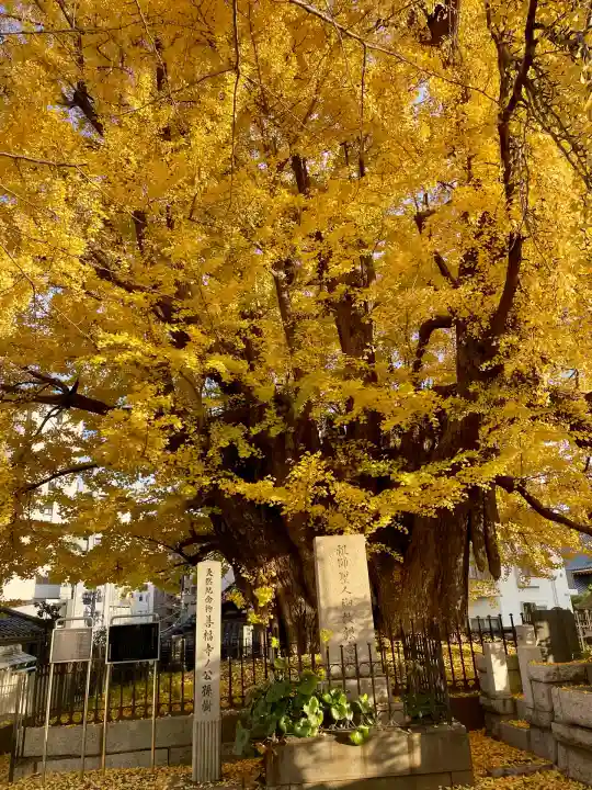 善福寺(東京都)