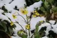 高屋敷稲荷神社の自然