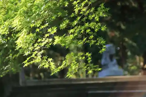 三春大神宮の自然