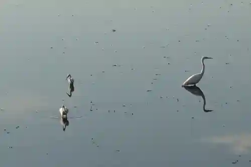 耳成山口神社の動物