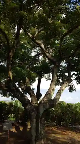 白山神社の自然