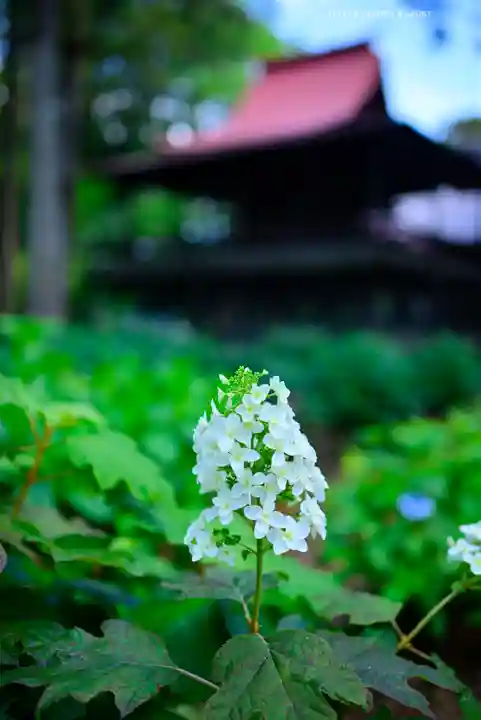 指扇氷川神社(埼玉県)