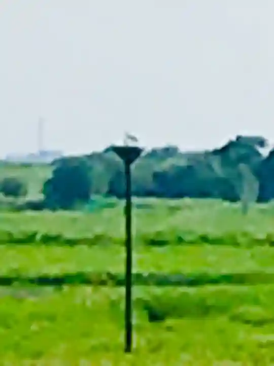 野木神社(栃木県)