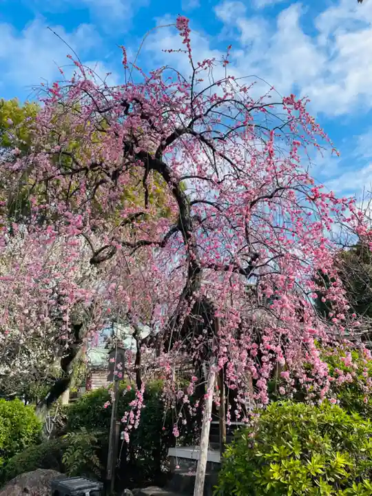 亀戸天神社(東京都)