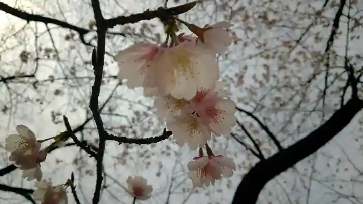 靖國神社の自然