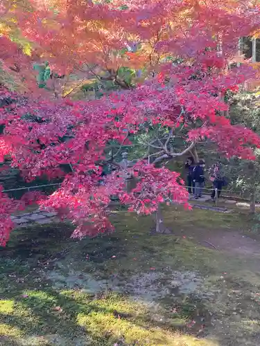 長壽寺（長寿寺）の自然