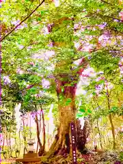 成田熊野神社の自然