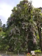 伊佐須美神社の自然