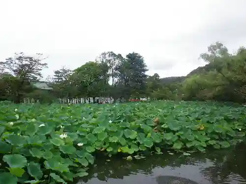 鶴岡八幡宮の庭園