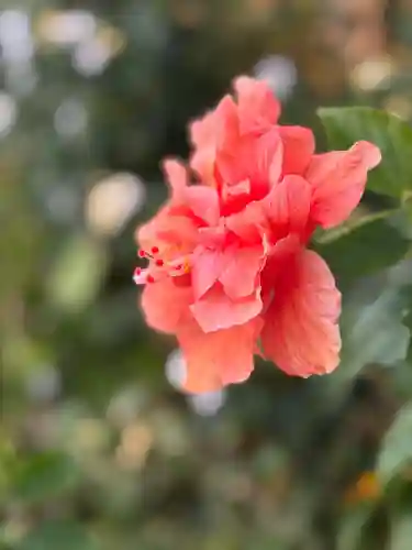 宮古神社の{uncategorized: "未分類", other: "その他", undefined: "問題あり", building: "その他建物", grave: "お墓", sacred_gate: "鳥居", guardian: "狛犬", statue: "像", buddha: "仏像", history: "歴史", nature: "自然", garden: "庭園", animal: "動物", pagoda: "塔", temizu: "手水舎", mountain_gate: "山門・神門", sanctuary: "本殿・本堂", subordinate: "末社・摂社", art: "芸術", scenery: "景色", jizo: "地蔵", ema: "絵馬", goshuin: "御朱印", omikuji: "おみくじ", items: "授与品その他", amulet: "お守り", goshuincho: "御朱印帳", eats: "食事", festival: "お祭り", votive_dance: "神楽", shichigosan: "七五三参", wedding: "結婚式", experience: "体験その他", initially: "初詣", around: "周辺", anti_infection: "感染症対策"}