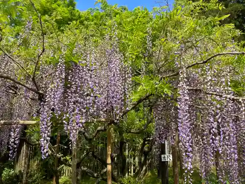 春日大社の自然