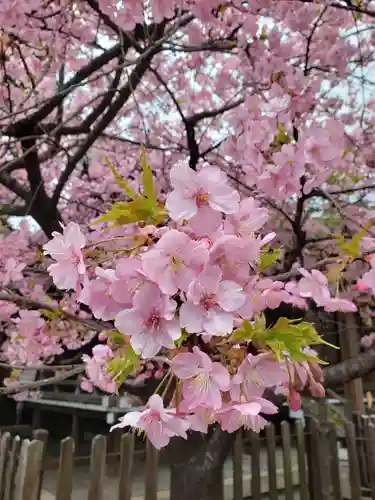 新宿下落合氷川神社の自然