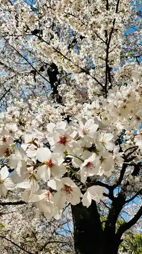 石清水八幡宮の自然