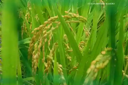 東京大神宮(東京都)