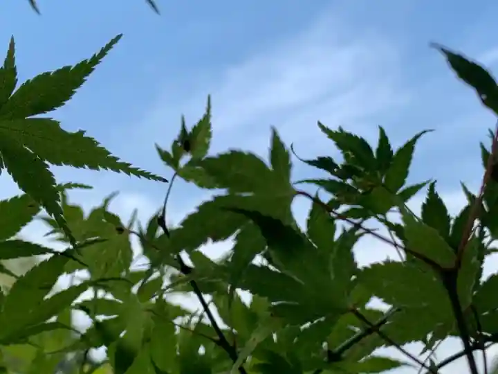 東福禅寺(東福寺)の自然