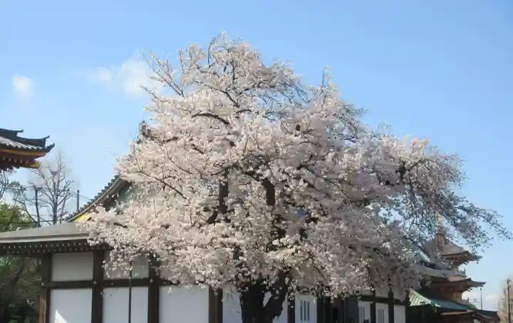 池上本門寺(東京都)