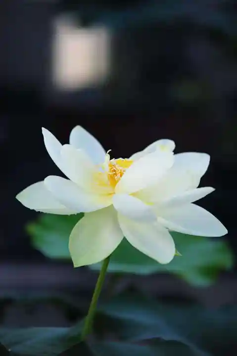 浄土寺(兵庫県)