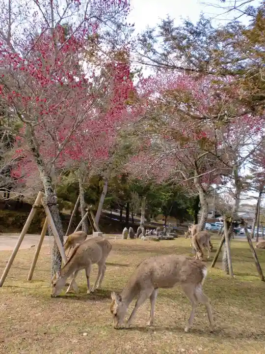 春日大社の動物