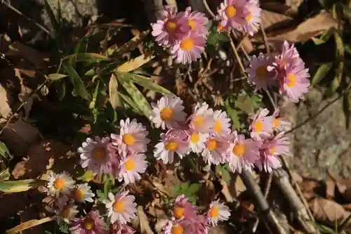 阿久津「田村神社」（郡山市阿久津町）旧社名：伊豆箱根三嶋三社の自然