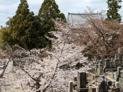 くろ谷 金戒光明寺(京都府)