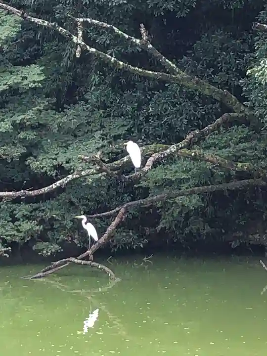 橿原神宮の動物