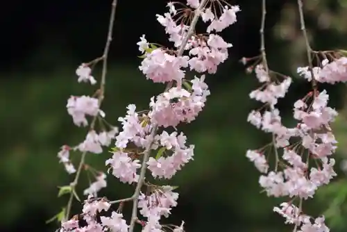 開成山大神宮の庭園