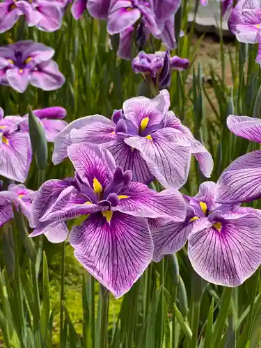 堀切天祖神社の自然