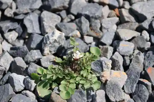 大鏑神社の自然
