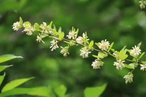 阿久津「田村神社」（郡山市阿久津町）旧社名：伊豆箱根三嶋三社の自然
