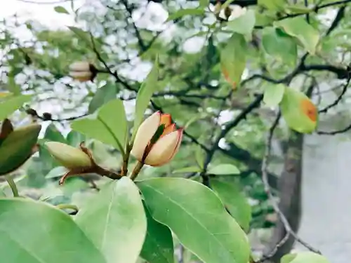 開成山大神宮の自然