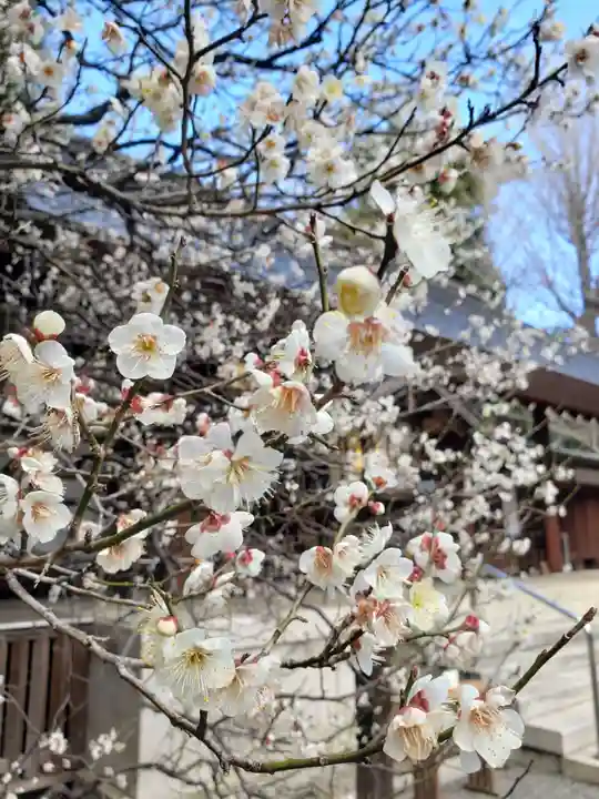 乃木神社の自然