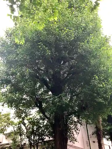 銀杏岡八幡神社の自然