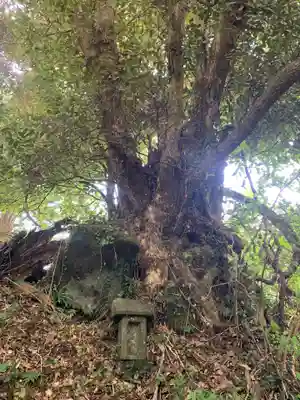 熊野神社の自然