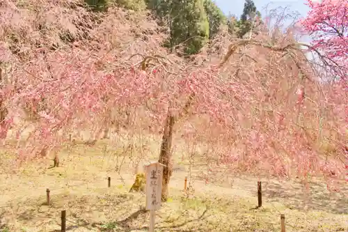 宝泉寺の自然