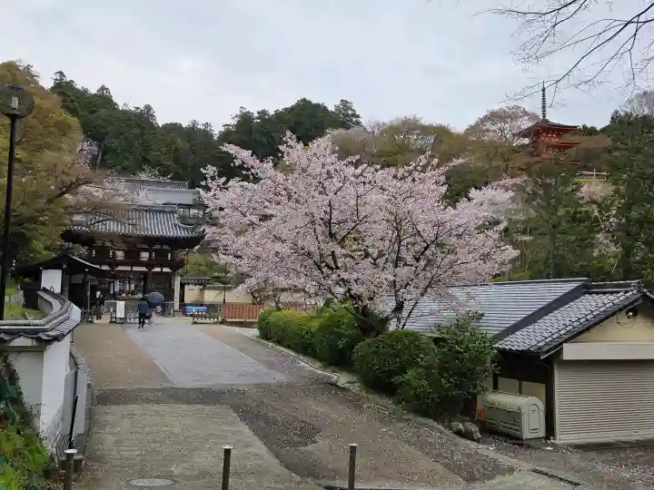 岡寺(龍蓋寺)の{uncategorized: "未分類", other: "その他", undefined: "問題あり", building: "その他建物", grave: "お墓", sacred_gate: "鳥居", guardian: "狛犬", statue: "像", buddha: "仏像", history: "歴史", nature: "自然", garden: "庭園", animal: "動物", pagoda: "塔", temizu: "手水舎", mountain_gate: "山門・神門", sanctuary: "本殿・本堂", subordinate: "末社・摂社", art: "芸術", scenery: "景色", jizo: "地蔵", ema: "絵馬", goshuin: "御朱印", omikuji: "おみくじ", items: "授与品その他", amulet: "お守り", goshuincho: "御朱印帳", eats: "食事", festival: "お祭り", votive_dance: "神楽", shichigosan: "七五三参", wedding: "結婚式", experience: "体験その他", initially: "初詣", around: "周辺", anti_infection: "感染症対策"}
