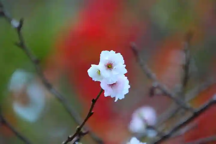 開成山大神宮の庭園