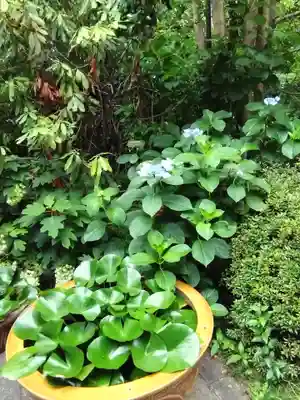 阿佐ヶ谷神明宮(東京都)